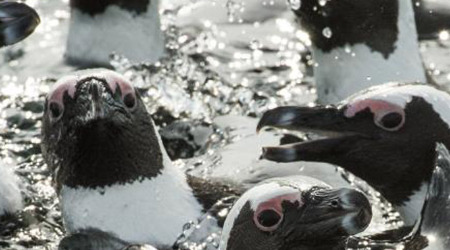 Winelands + Marine Wildlife Cruise